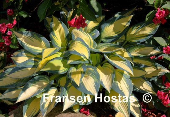 Hosta Remember Me